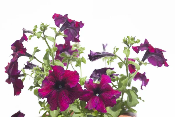 Petunia on a white background — Stock Photo, Image