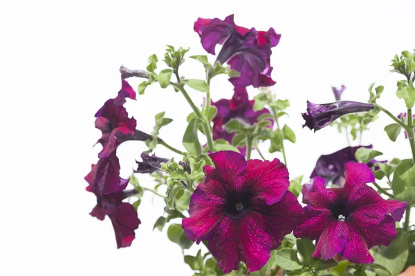 Petunia on a white background — Stock Photo, Image