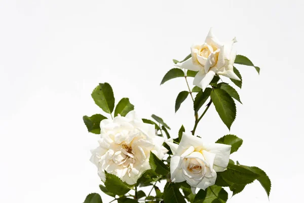 Rosenbusch auf weißem Hintergrund — Stockfoto