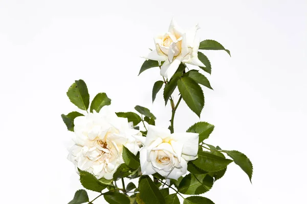 Cespuglio di rose su sfondo bianco Fotografia Stock