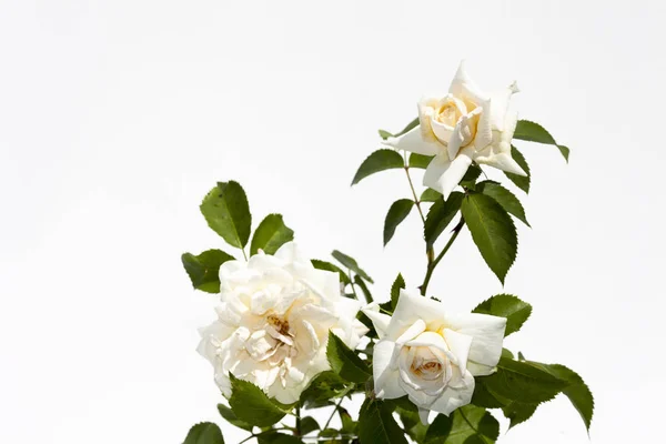 Rosebush on a white background Stock Image