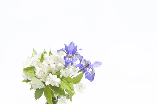 Bouquet a jasmine and irises on a white background — Stock Photo, Image