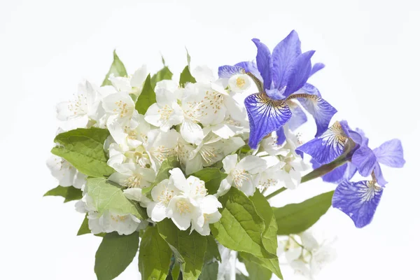Gelsomino bouquet e iris Foto Stock