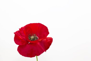 Beyaz bir arka plan üzerinde haşhaş