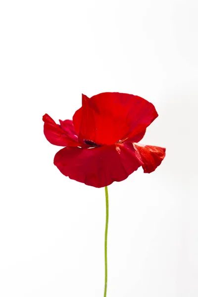 Poppy on a white background Royalty Free Stock Photos