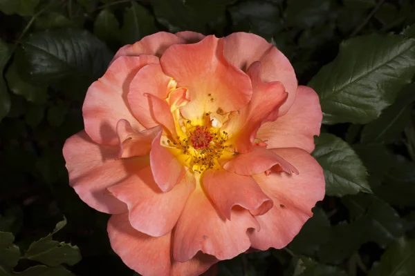 Rose in a garden — Stock Photo, Image