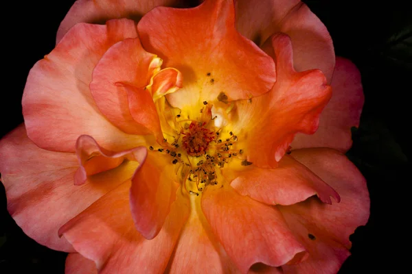 Rose in a garden — Stock Photo, Image
