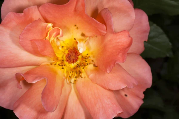 Rose in a garden — Stock Photo, Image