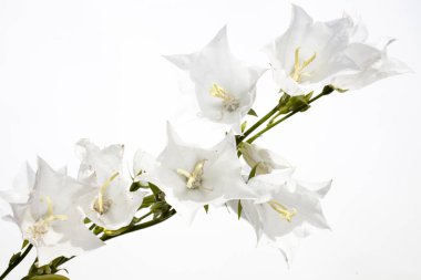 çiçek beyaz el çan