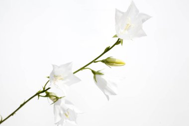 çiçek beyaz el çan