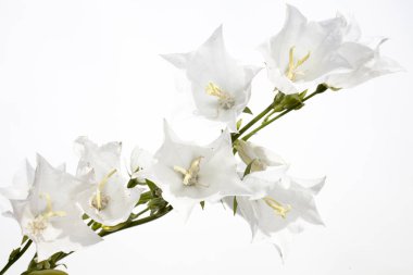 çiçek beyaz el çan