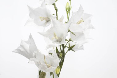 çiçek beyaz el çan