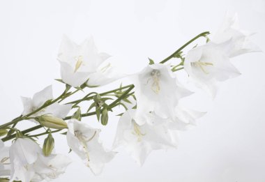 çiçek beyaz el çan