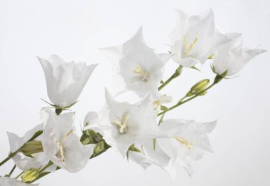 çiçek beyaz el çan