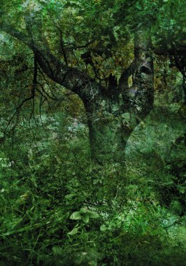 Yaz vahşi derin orman