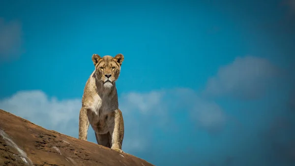 Львица смотрит прямо перед собой — стоковое фото