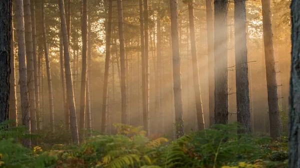 Mistige bos in de herfst — Stockfoto