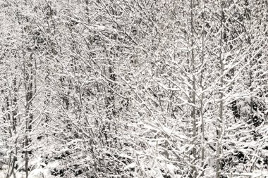 Ormanda ağaçların taze kar kapsar.