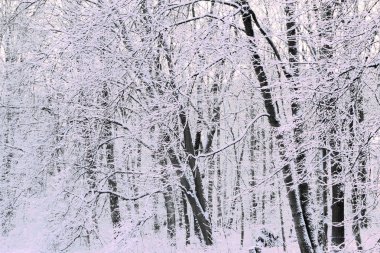 Bir kar fırtınası'ndan sonra ağaçlar kar kaplı.