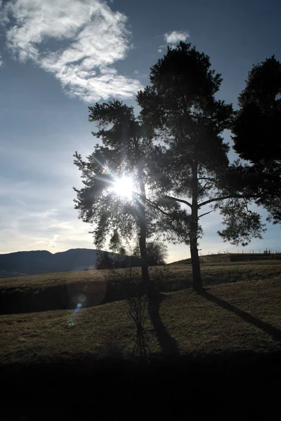 Sol pasando a través de un árbol con fondo azul del cielo . — Foto de Stock