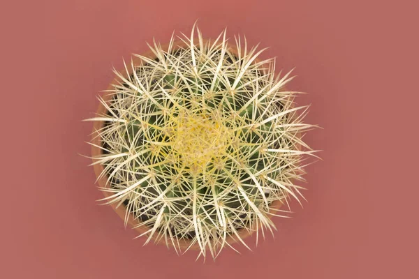 Gyllene fat Cactus på rosa bakgrund — Stockfoto