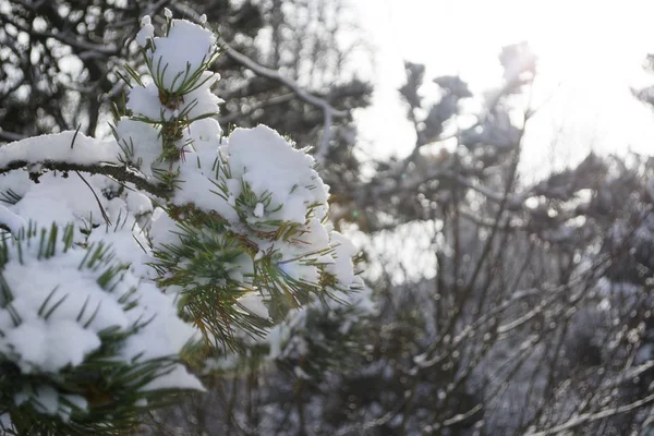 Fresh snow on Pinus Uncinata needles. — Stock Photo, Image