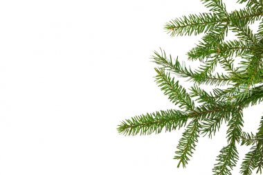 Köknar dalı ile Noel herdem yeşil sınır