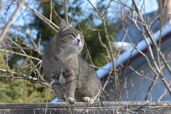 Katten sitter på staketet och klockor noga — Stockfoto