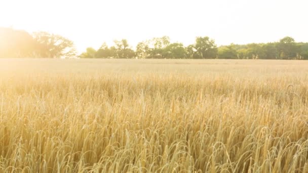 Sun Setting Wheat Field — 비디오