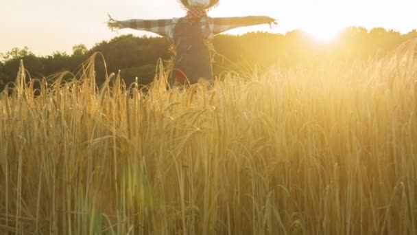 Scarecrow Wheat Field Sunset — 비디오