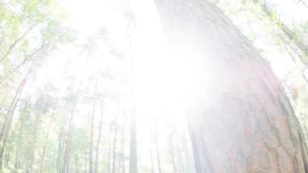 Особиста Перспектива Кавказького Чоловіка Торкається Дерева Екологічного Догляду Сталий Зелений — стокове відео