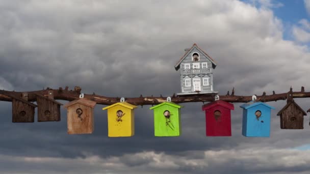 Timelapse Multi Coloured Birdhouses Branch Themes Contrasts Shelter Home Protection — Stock Video