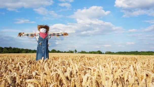 Timelapse Scarecrow Field — 비디오