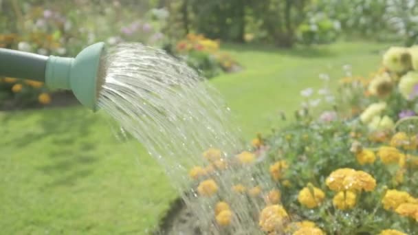 Zavlažování Může Zalévání Květiny Témata Důchodu Zahradničení Koníčky — Stock video