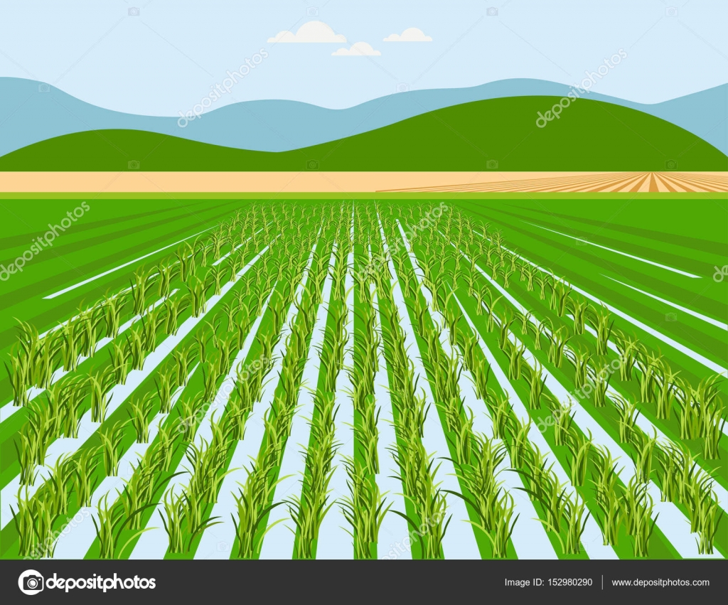 Vector rice field Stock Vector Image by ©newgena #152980290