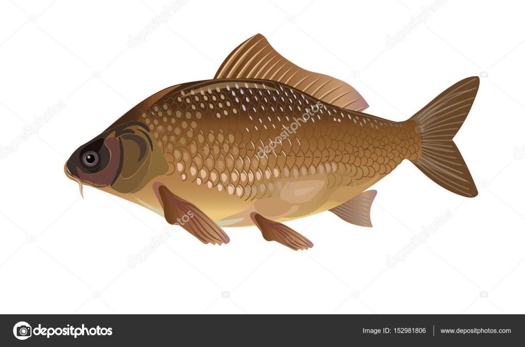Free Free 272 Carp Fish Svg SVG PNG EPS DXF File