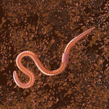 toprak solucanı toprak