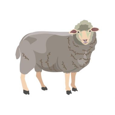 koyun illüstrasyon vektör