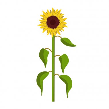 Ayçiçeği bitki simgesi