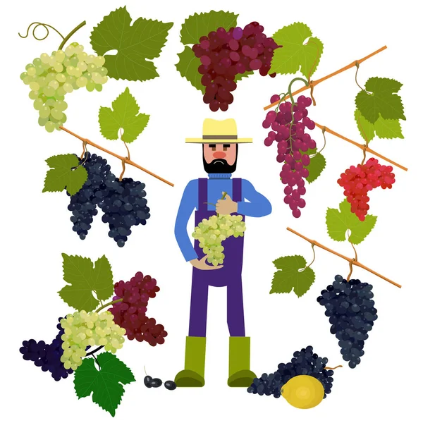 Фермер с виноградом — стоковый вектор