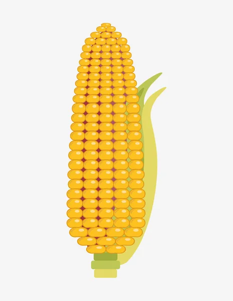 Mais auf dem Maiskolben — Stockvektor