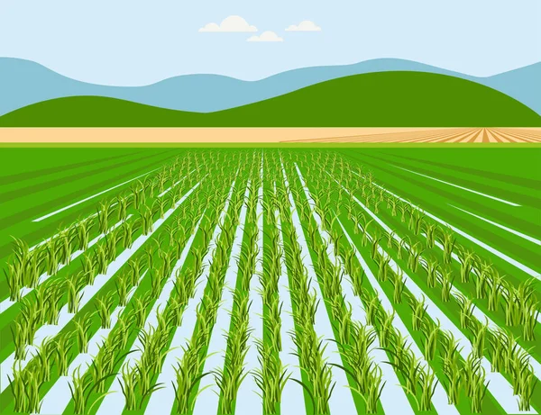 Campo de arroz vectorial — Archivo Imágenes Vectoriales