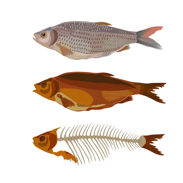 魚の 3 つのイメージ — ストックベクタ