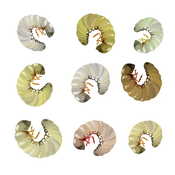 As larvas de um besouro chafer —  Vetores de Stock