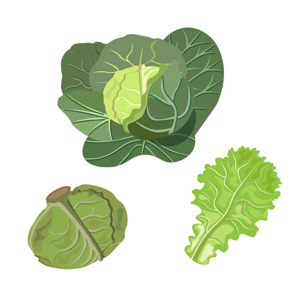白菜和生菜 — 图库矢量图片