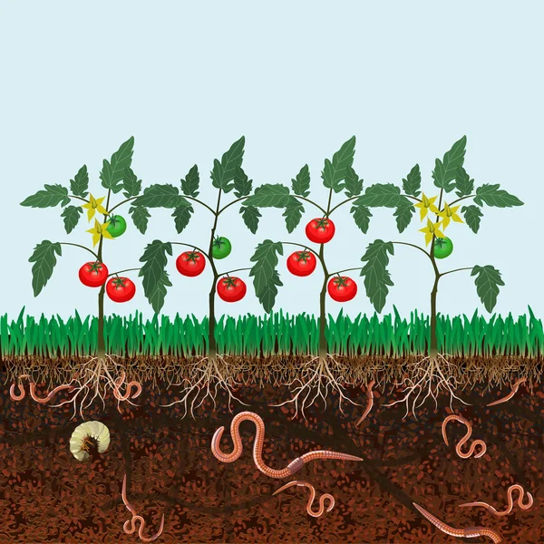 Tomatenplanten vector — Stockvector