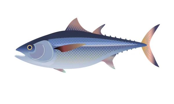 Atlantik mavi yüzgeçli ton balığı/orkinos balık — Stok Vektör