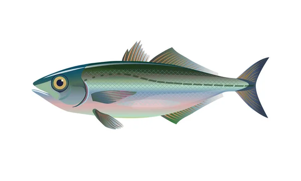 Horse mackerel fish. — Stock Vector