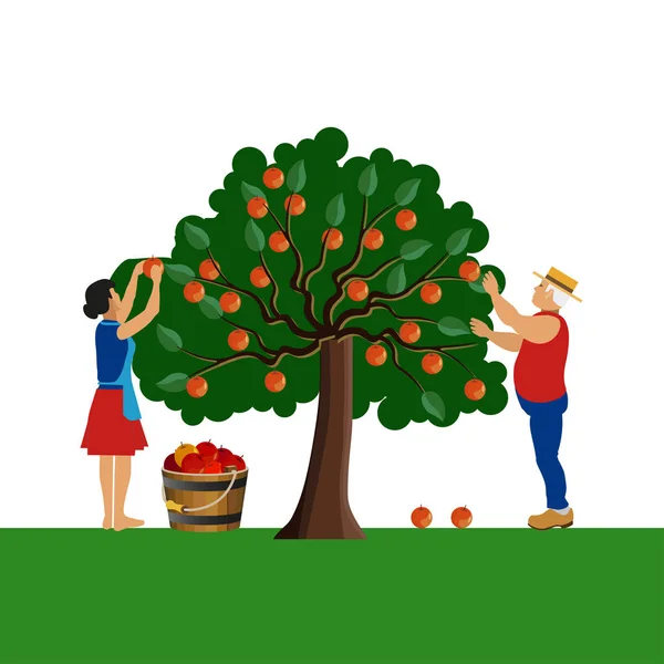 Agricultores que recolhem maçã — Vetor de Stock