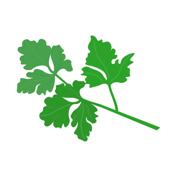 Вектор листьев петрушки — стоковый вектор